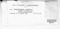 Propolis faginea image